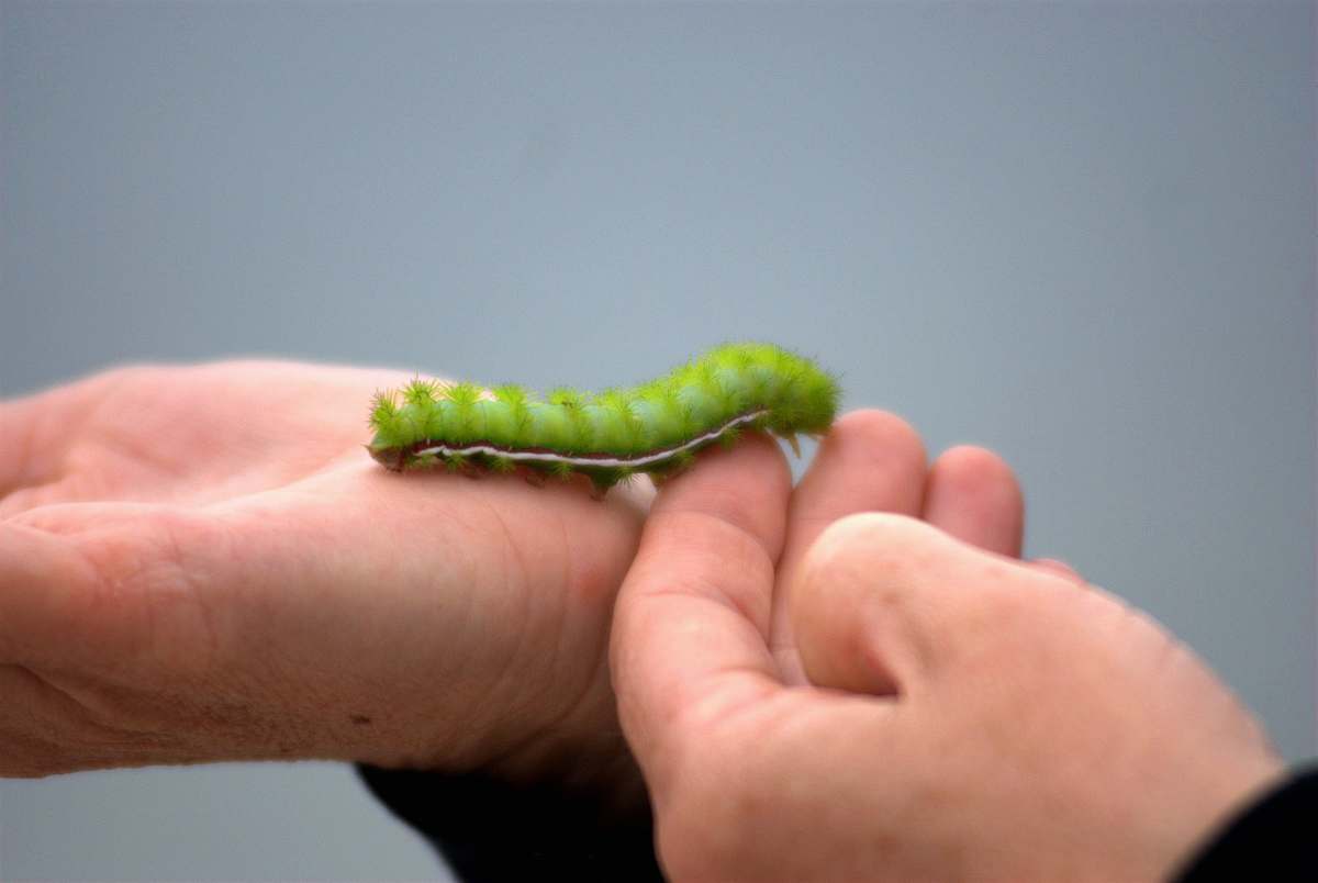 worm green caterpillar on person's hands animal