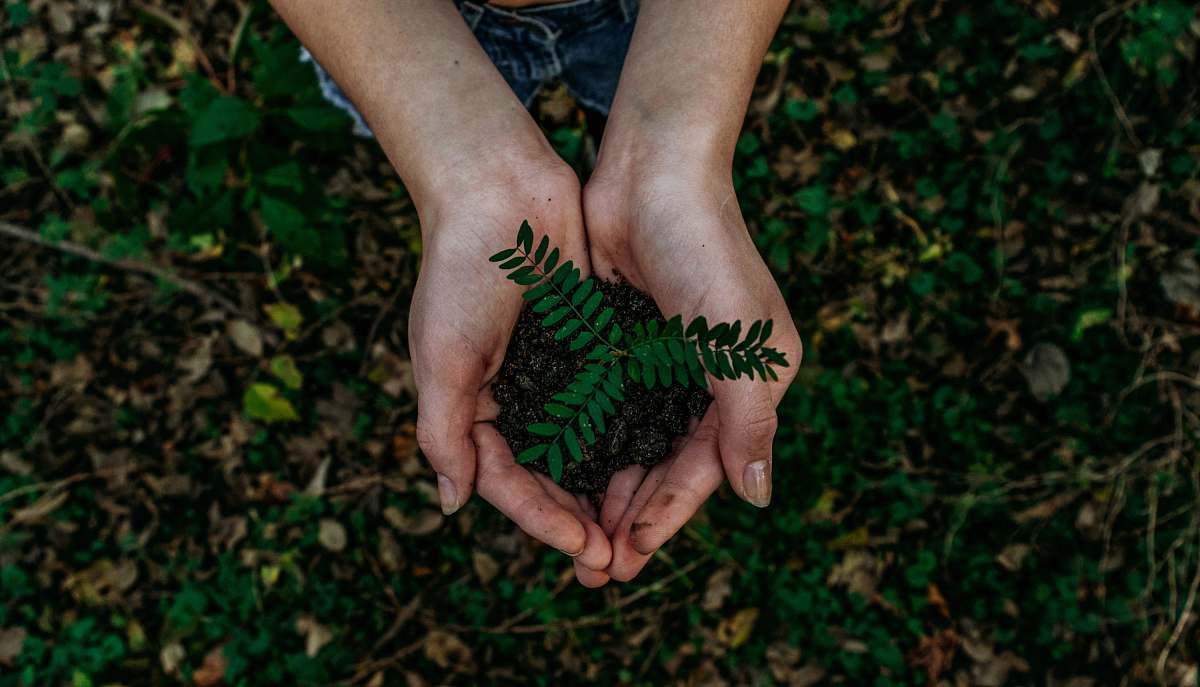 human green plant hand