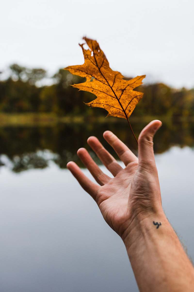 plant person catching the maple leaf leaf