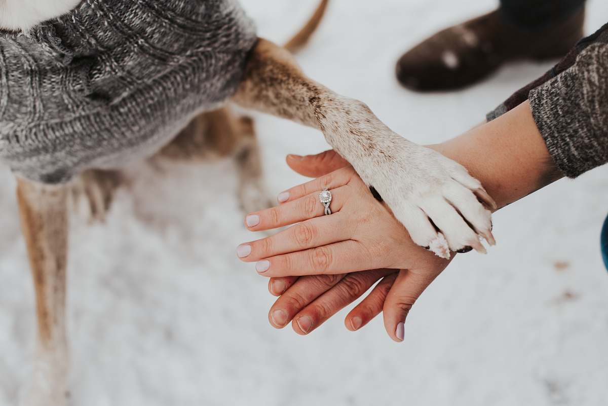 human person hand and dog feet hand