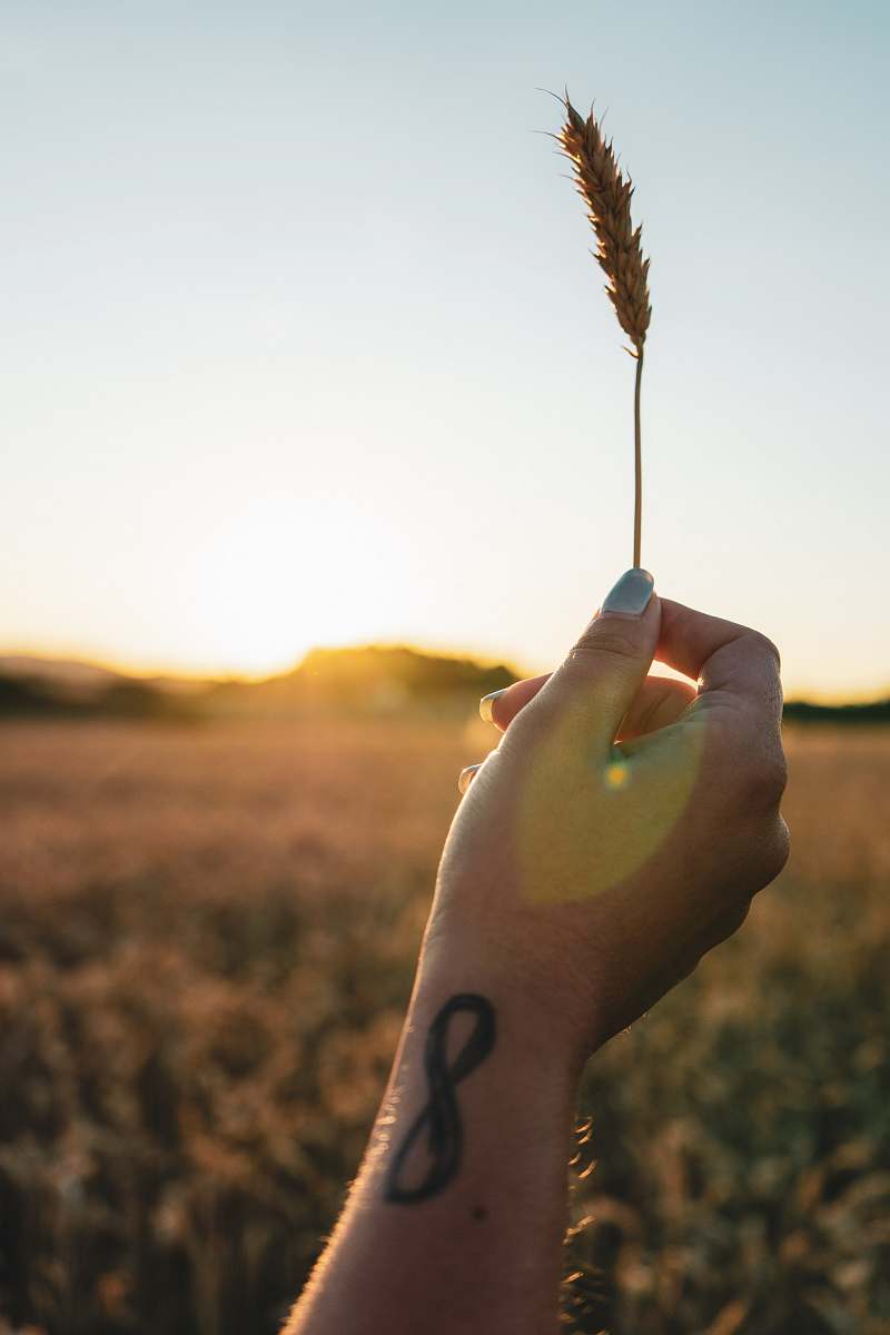 human person hods brown wheat hand