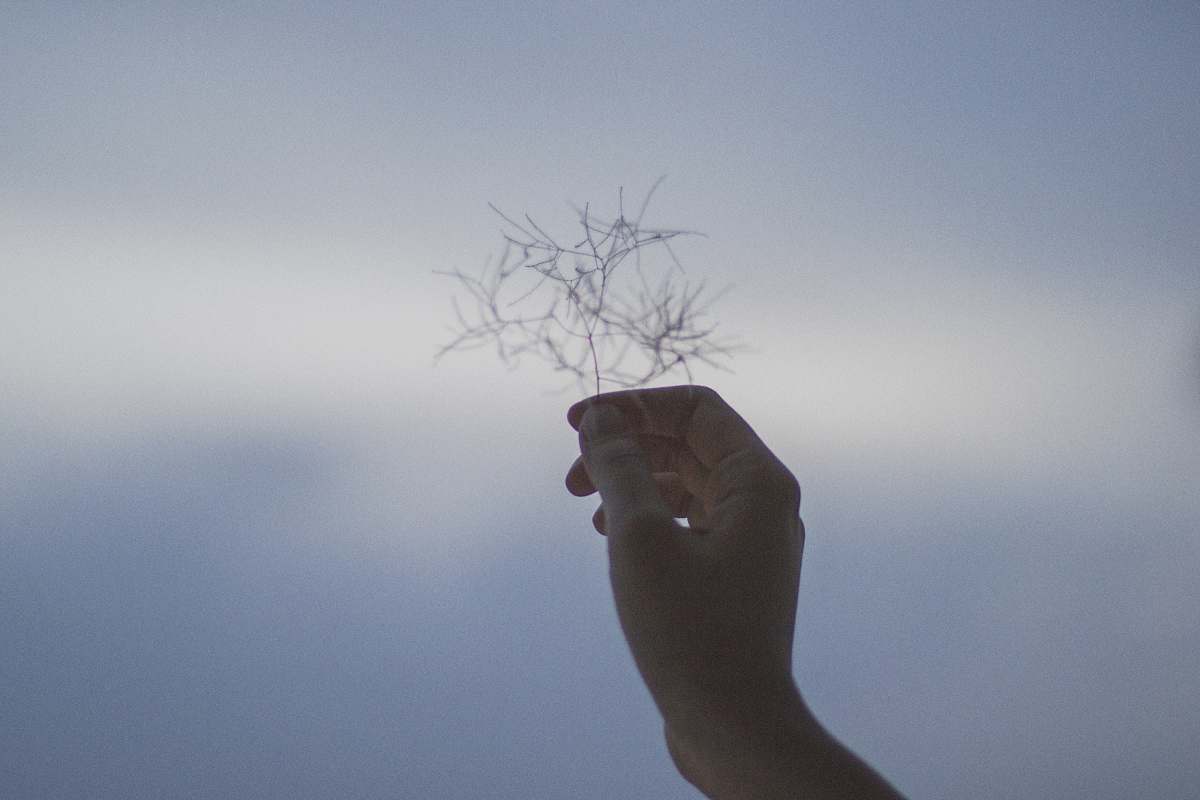 grey person holding flower nature