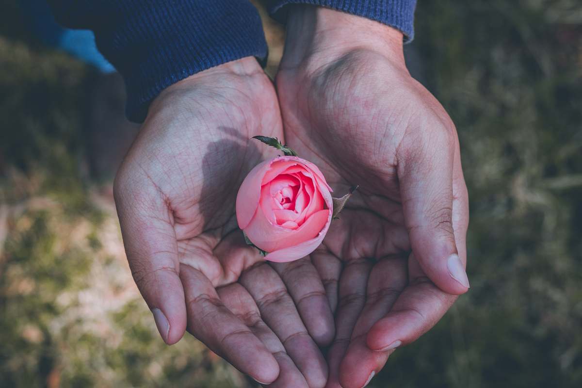 rose person holding pink rose flower