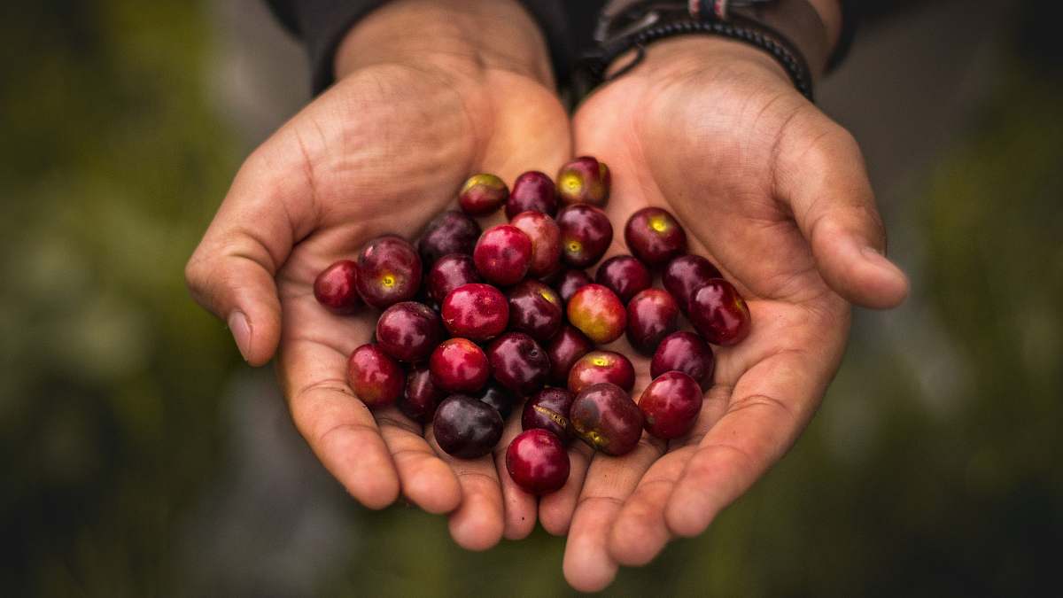 human person holding red round fruits fruit