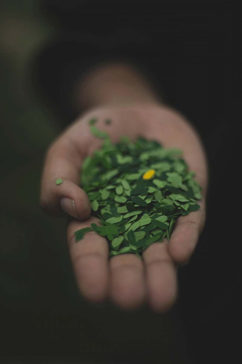 human person holding tamarind leaves leaves