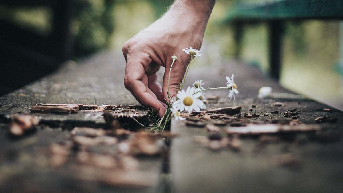 human person holding white daisy flower flower