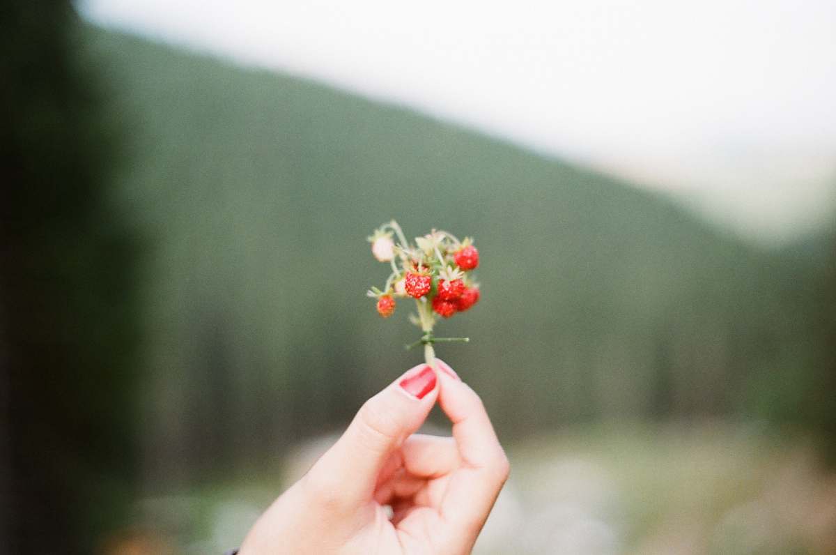 human red strawberries finger