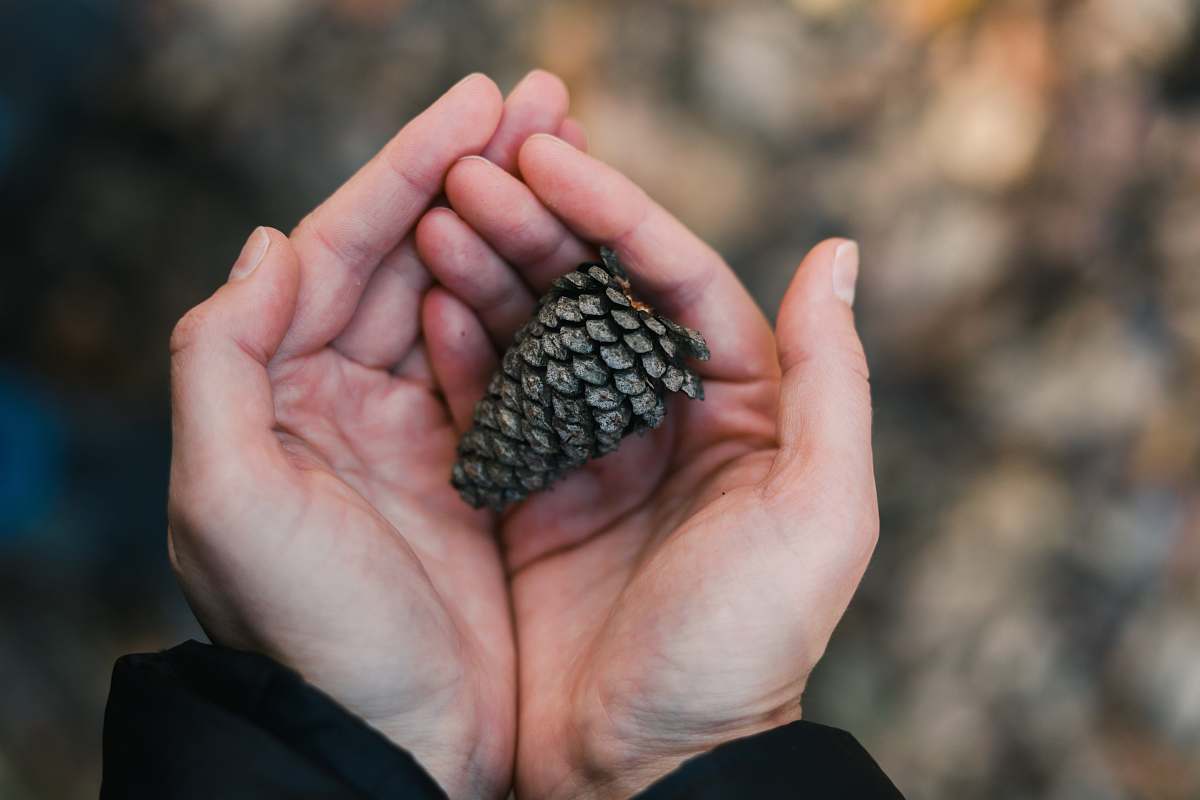 human shallow focus photography unknown person holding pine cone finger