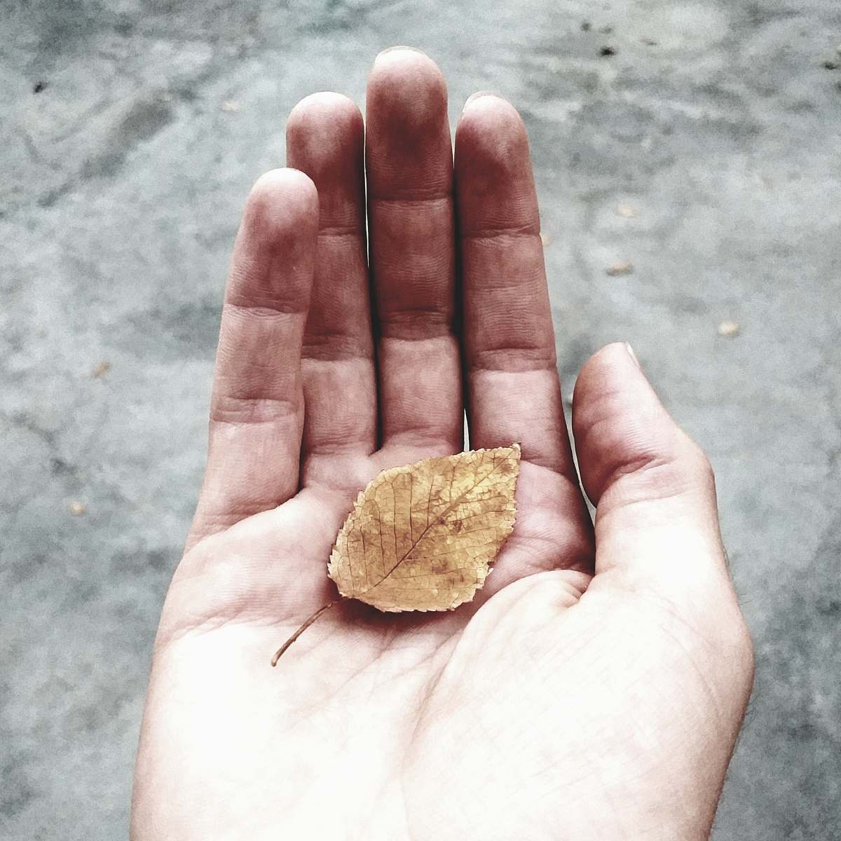 human withered leaf on person's hand finger