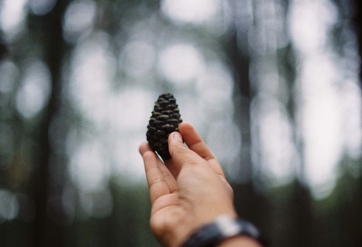 cone shallow focus photography of person holding black pinecone during daytime pine