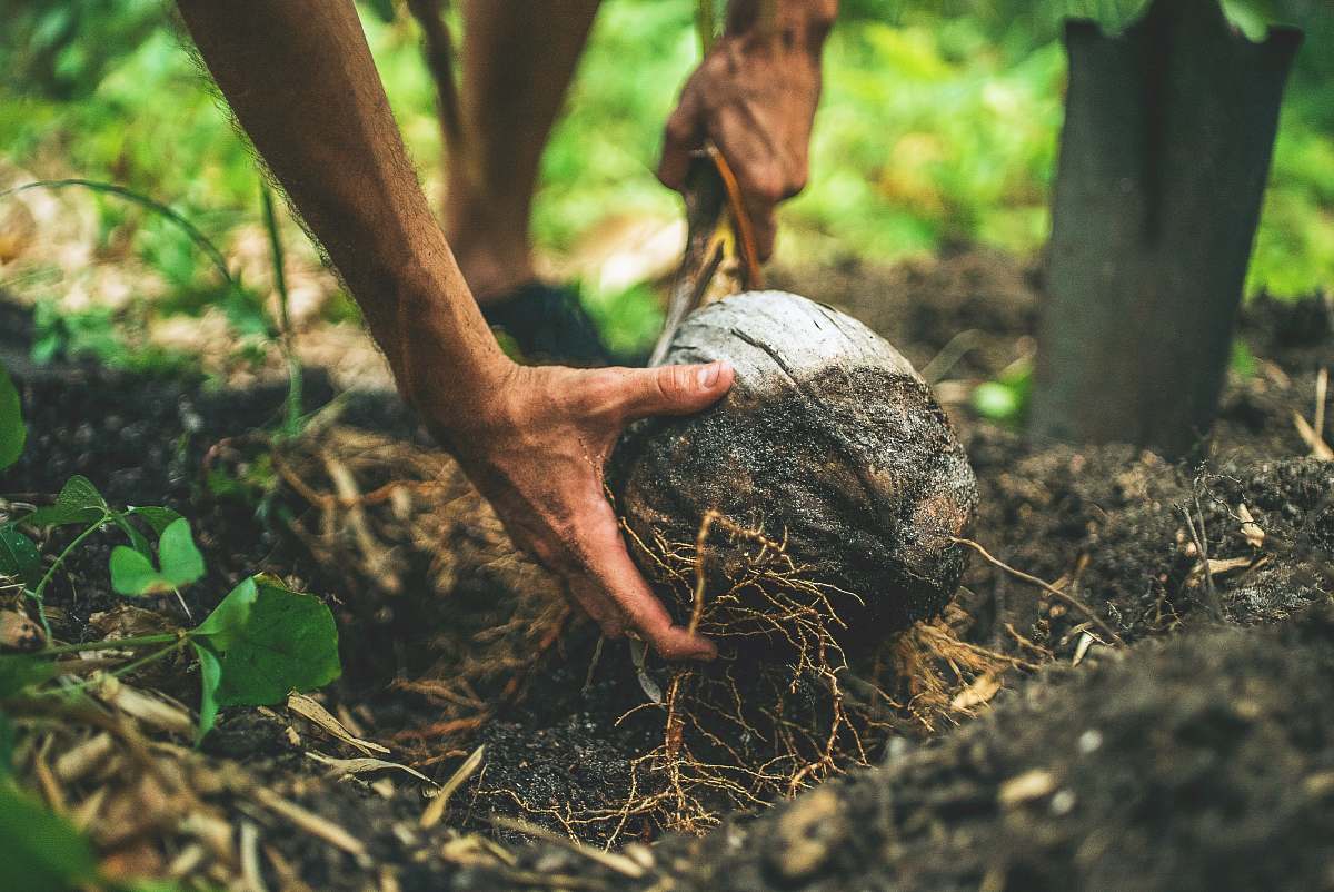 hand Field worker digs up a coconut from the forest floor coconut