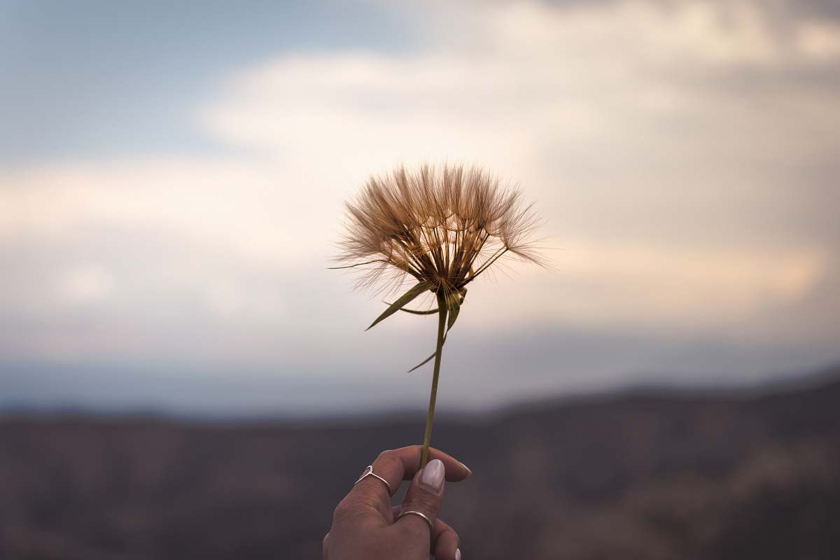 hand person holding brown dandelion flower dandelion