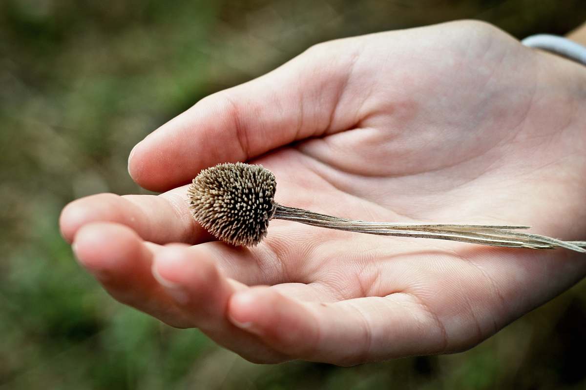 seed person holding brown plant nature