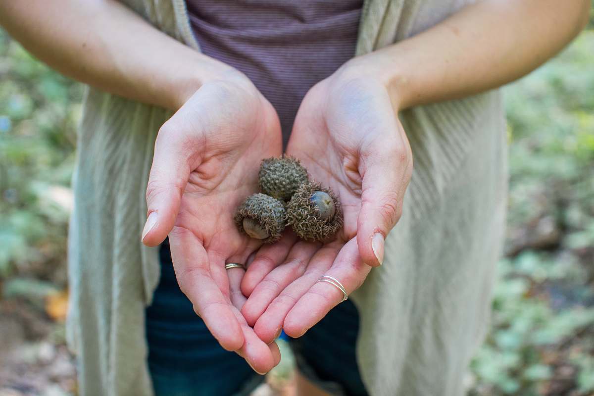 acorn person holding fruits seed