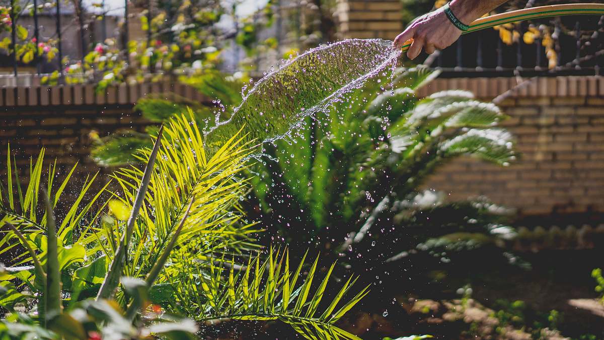 water person holding garden hose while watering plant garden