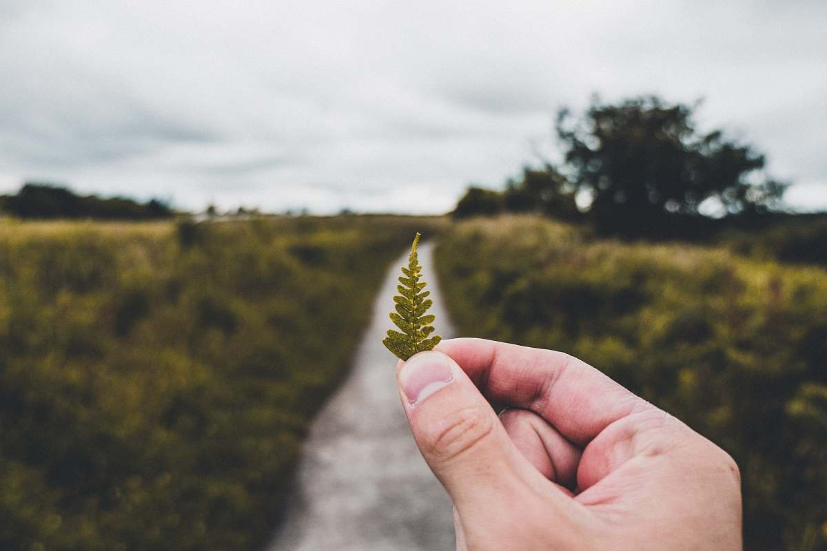 tree person holding green leaf blur