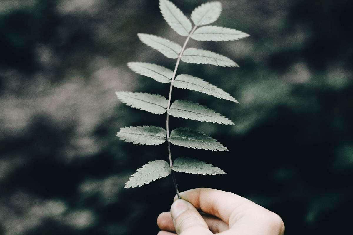 leaf person holding green leafed plant fern