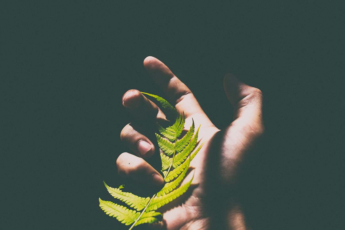 fern person holding green leaves hold