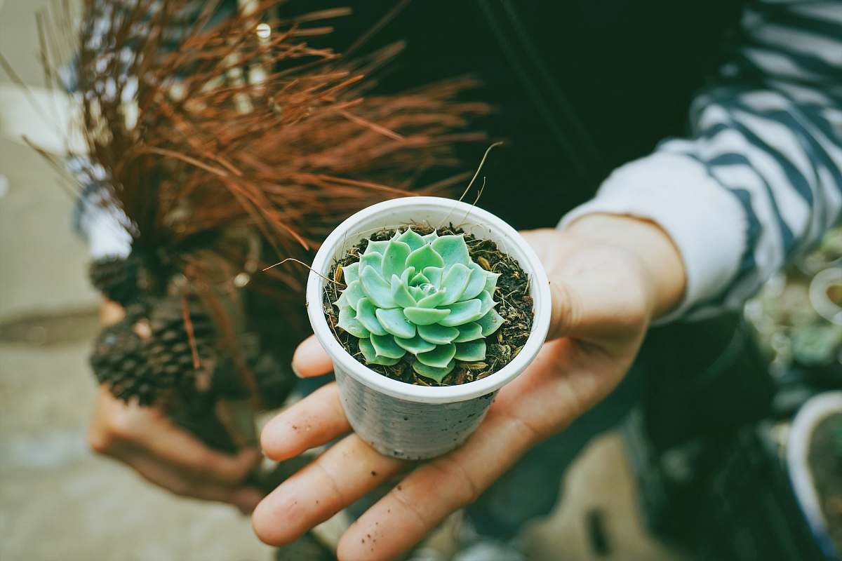 pot person holding green succulent plant dalat