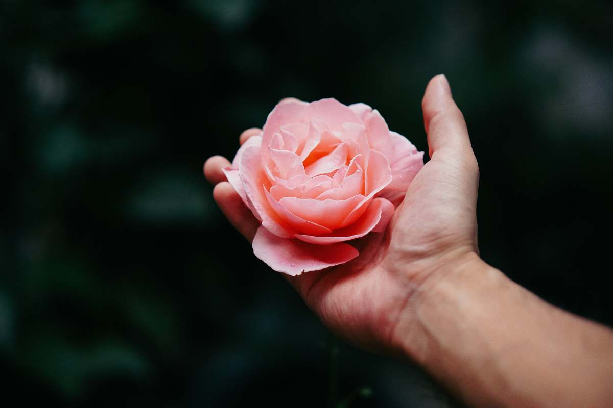 flower person holding pink petaled flower rose