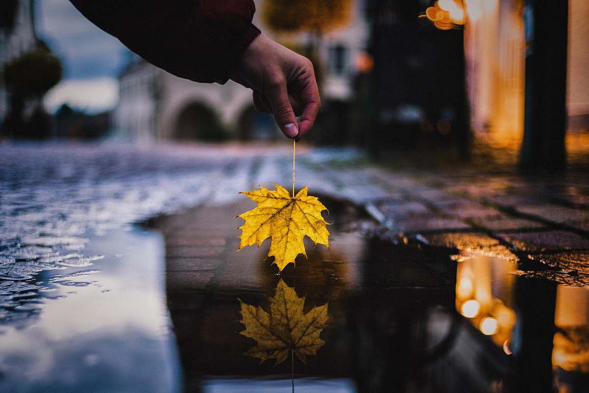 leaf person holding yellow maple leaf over water on street maple