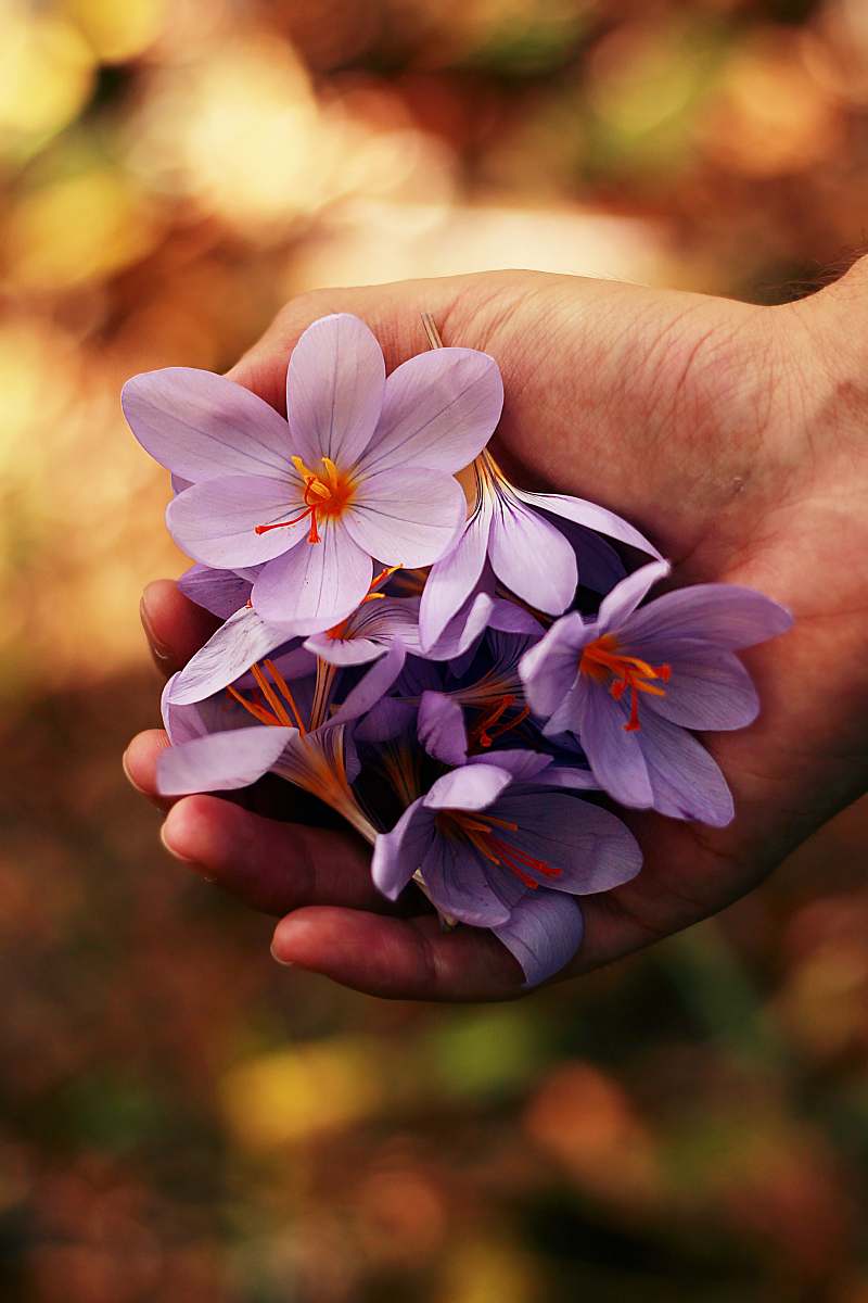 flower purple petaled flowers on person's hand petal