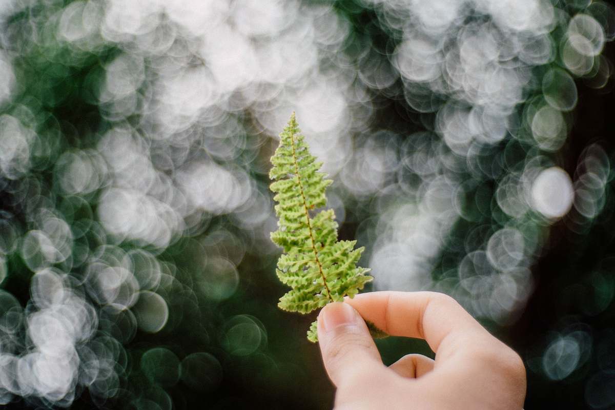flora selective focus photography of leaf fern