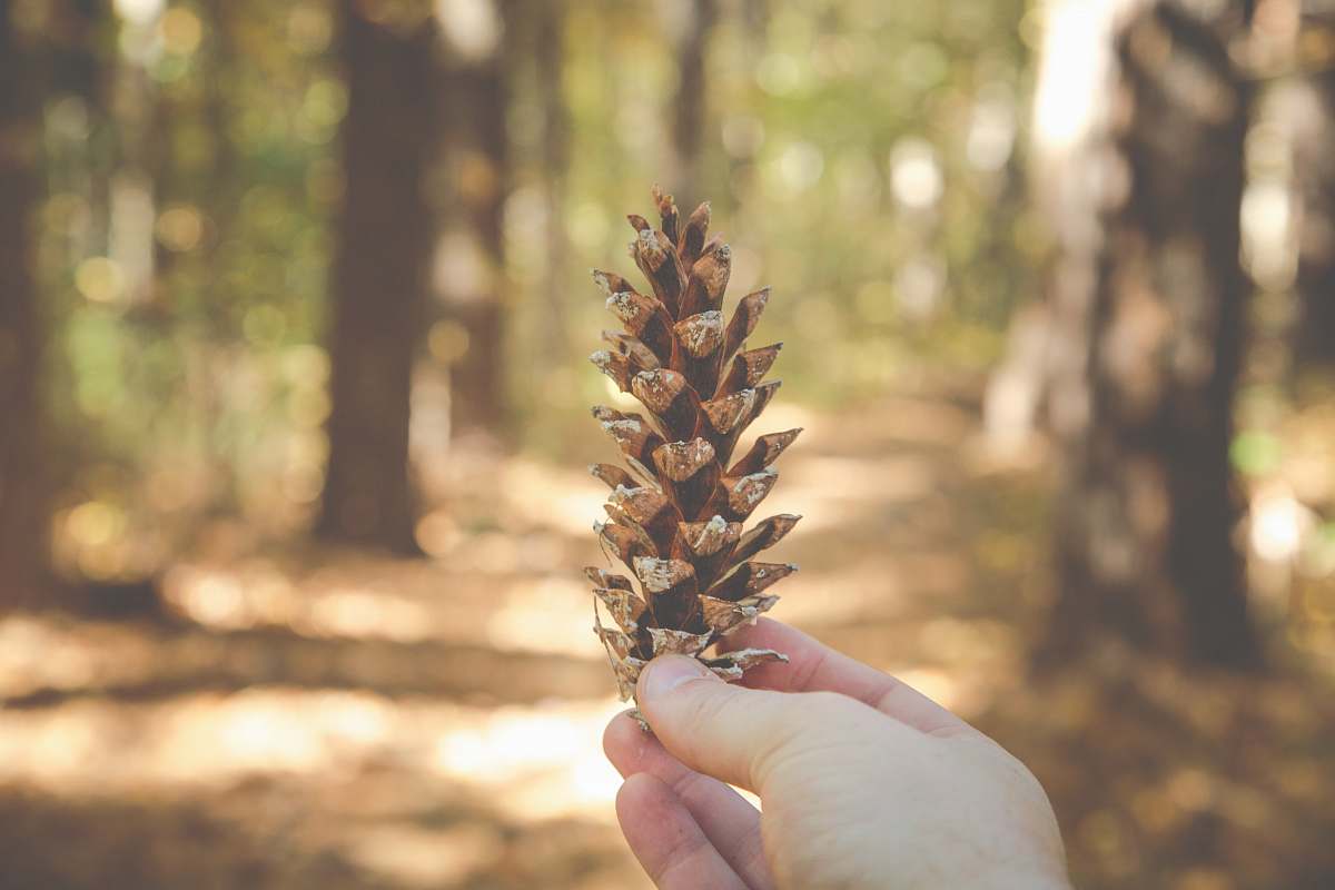 trees person holding brown pine cone woods