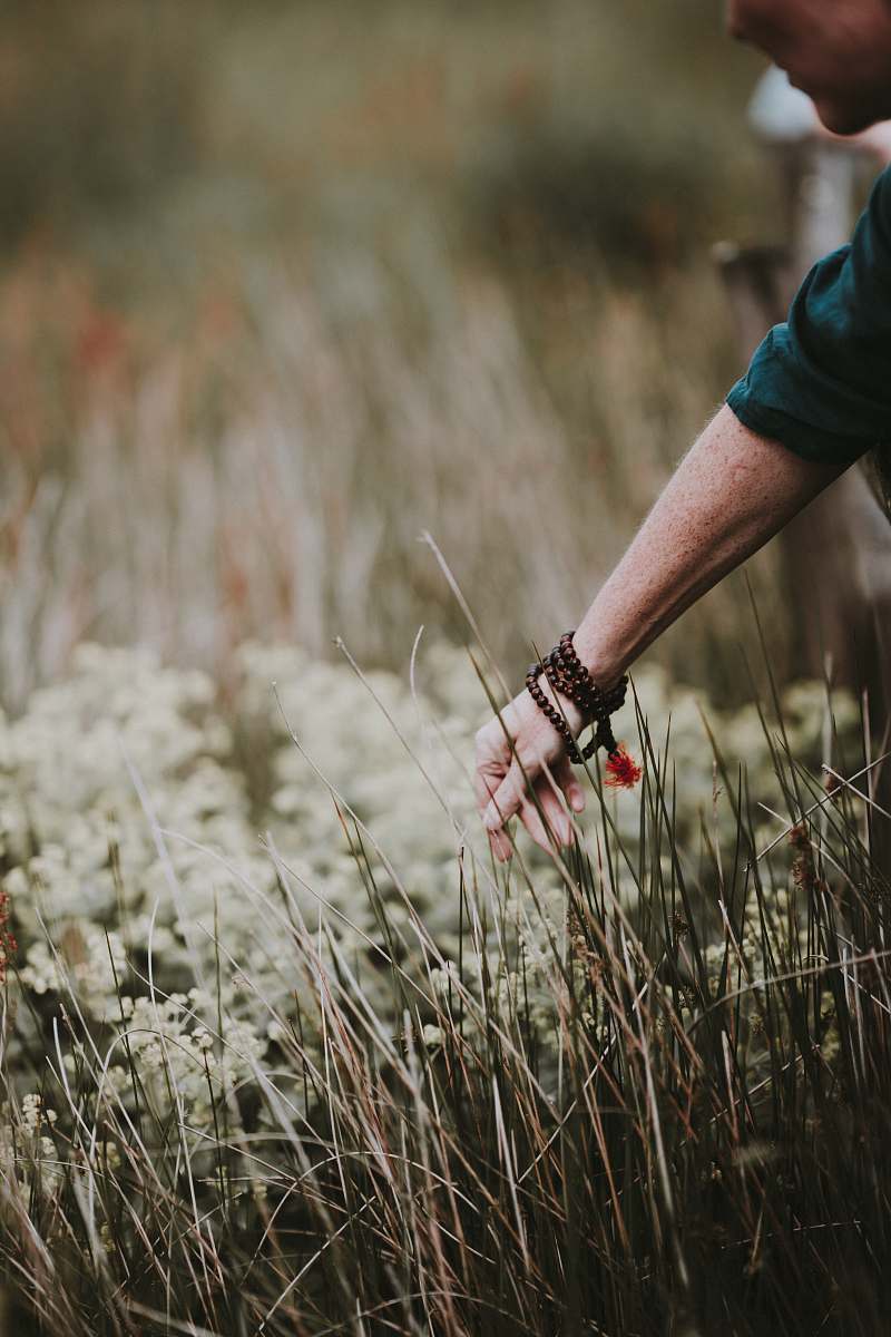 flora  plant