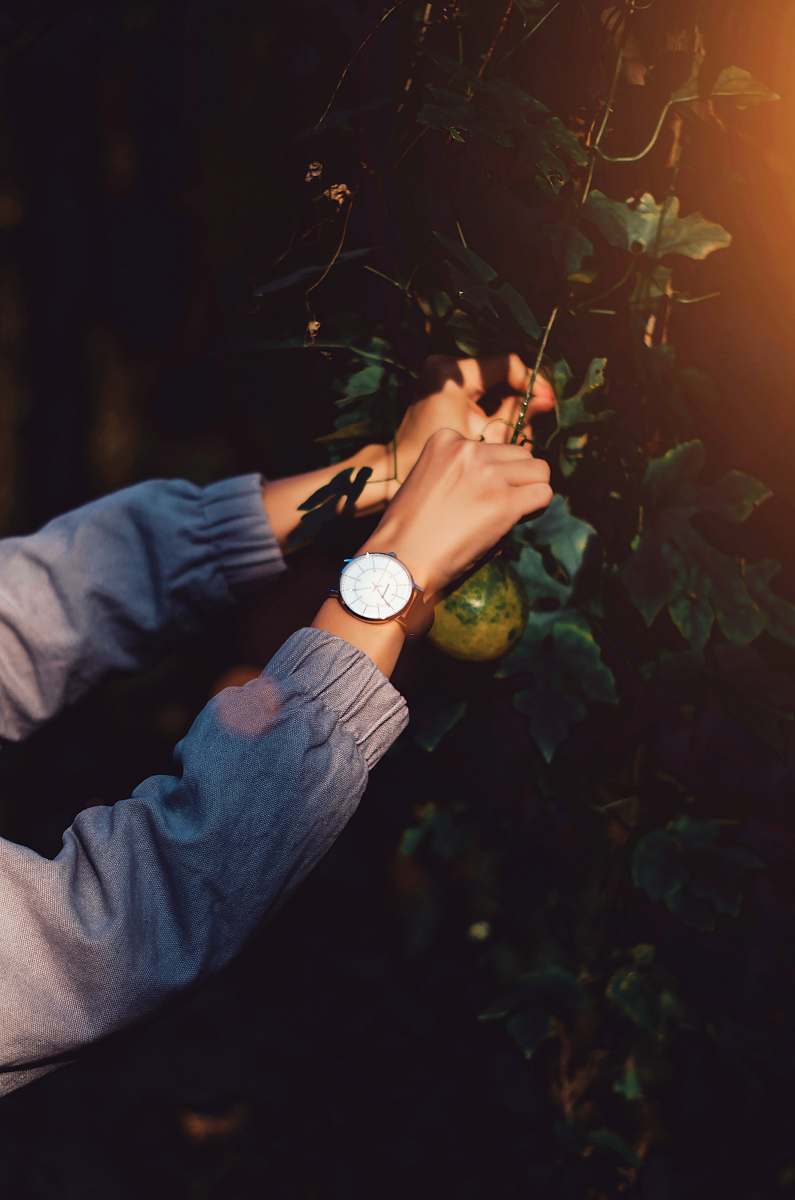 flare person wearing white watch picking green fruit light