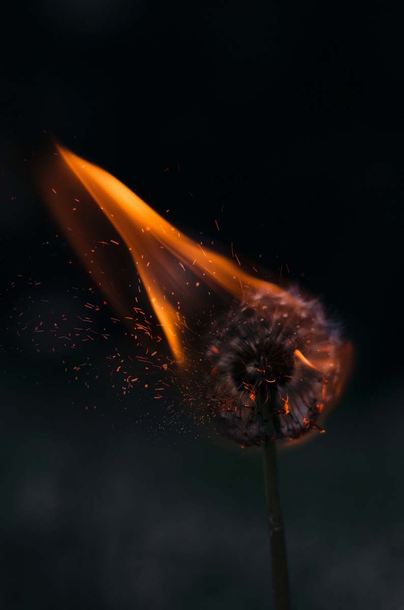 nature burning white dandelion dark