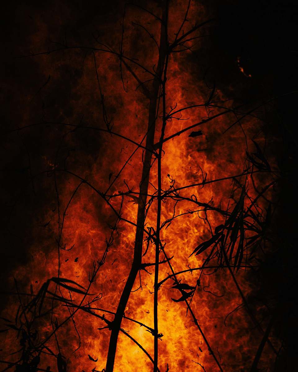 Forest Fire Burning Wood Burning Image Free Photo