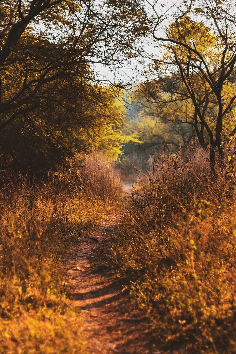 trail gray pathway surrounded by trees plant