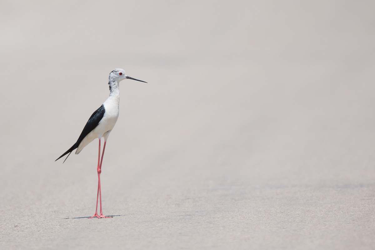  white and black bird 