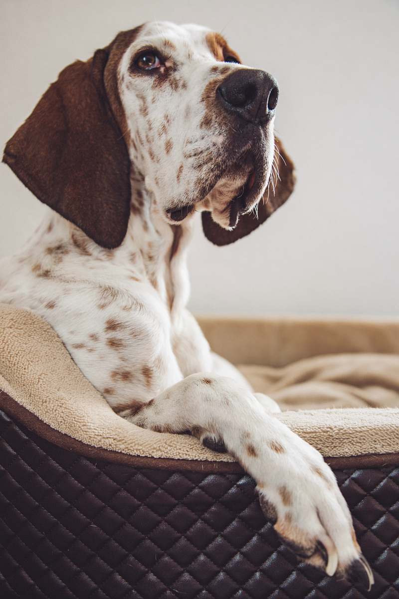 Capture the essence of tranquility with this heartwarming image of a white and brown dog comfortably seated on a stylish gray and black couch, while another furry friend lies peacefully on a nearby bed. This scene embodies the cozy and loving atmosphere of home, making it perfect for pet-related articles, blog posts, or marketing materials aimed at dog lovers and interior design enthusiasts.
