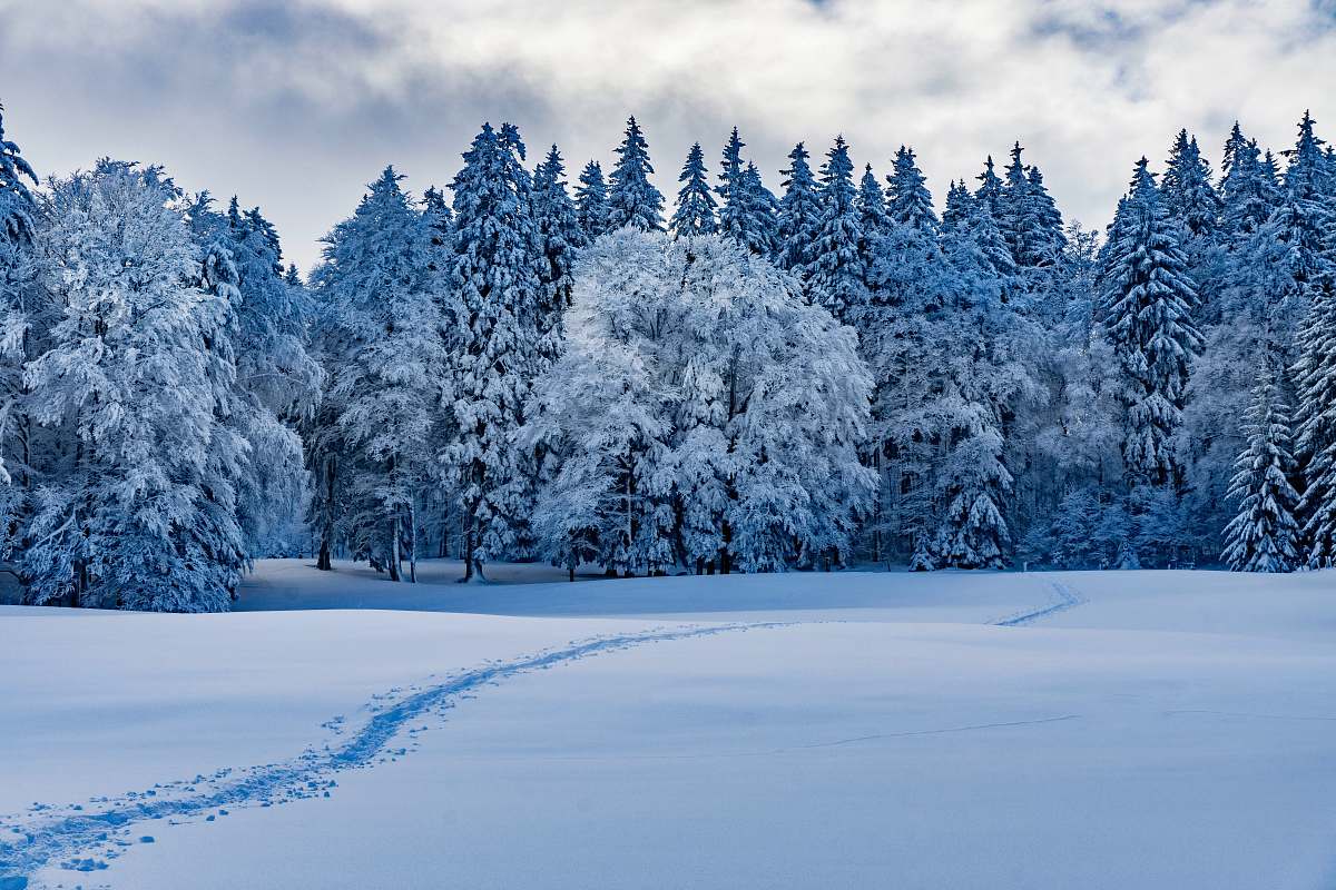 provence pine trees covered by snow canton de vaud