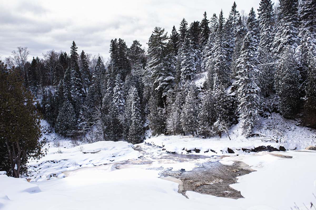 plant river between pine trees tree