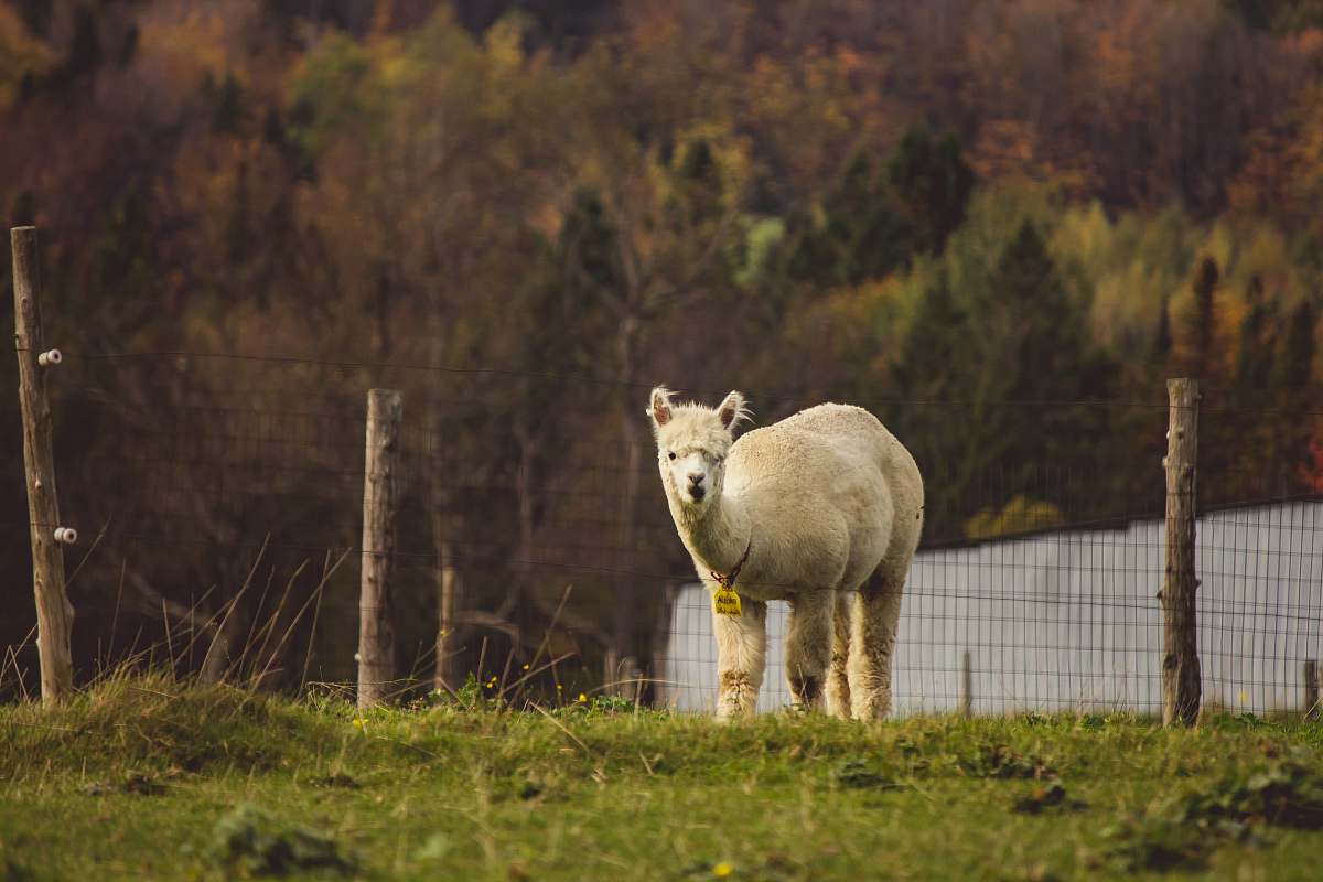 llama photo of llama mammal