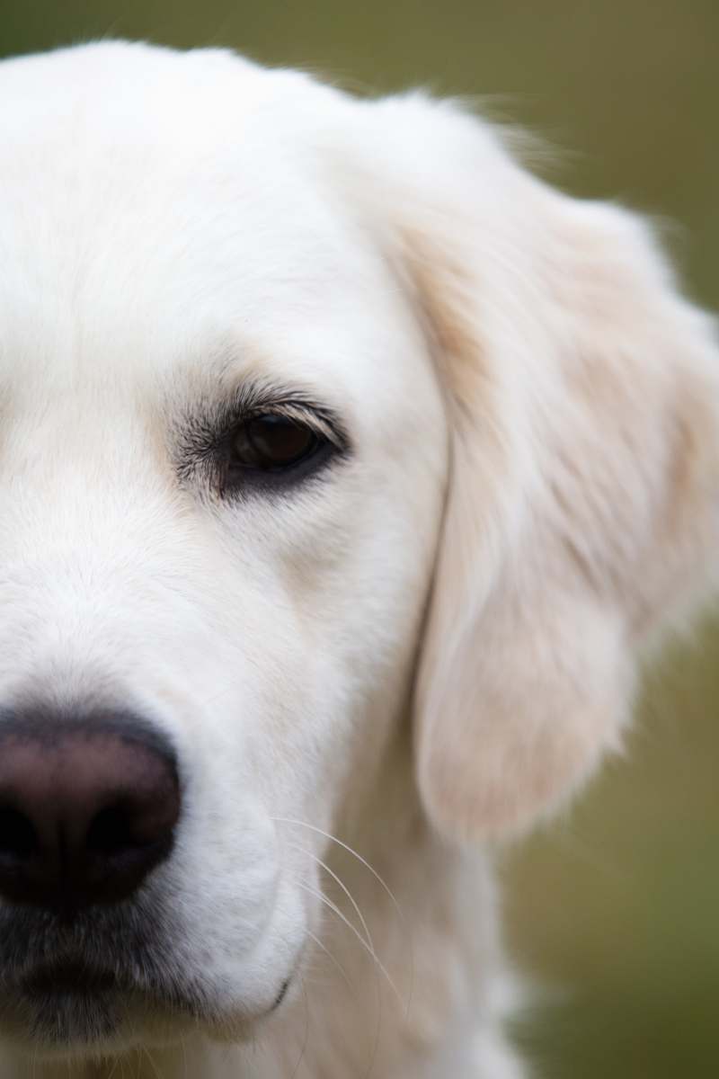 dog  pet