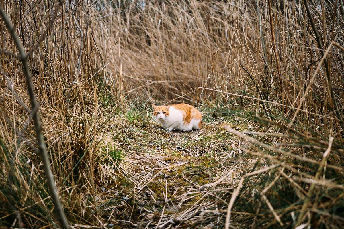cat adult orange tabby cat surrounded by dried plants grass