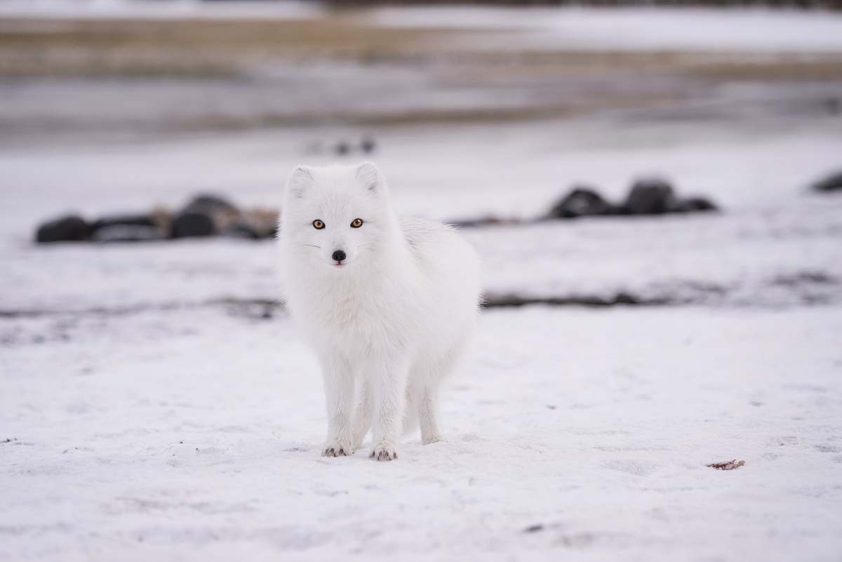 fox arctic fox arctic fox