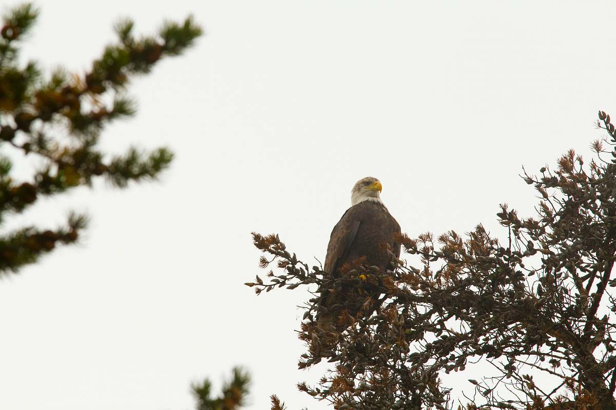 bird bald eagle on tree branch accipiter