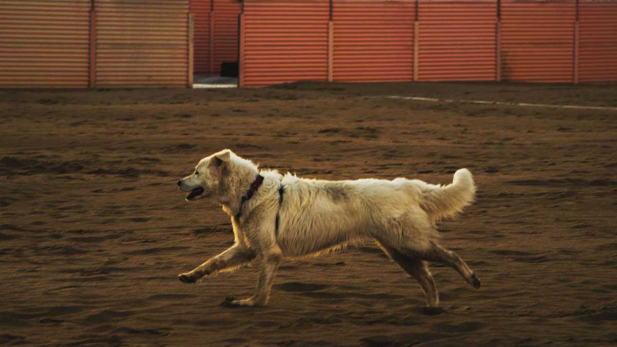 canine beige dog running on brown sand dog