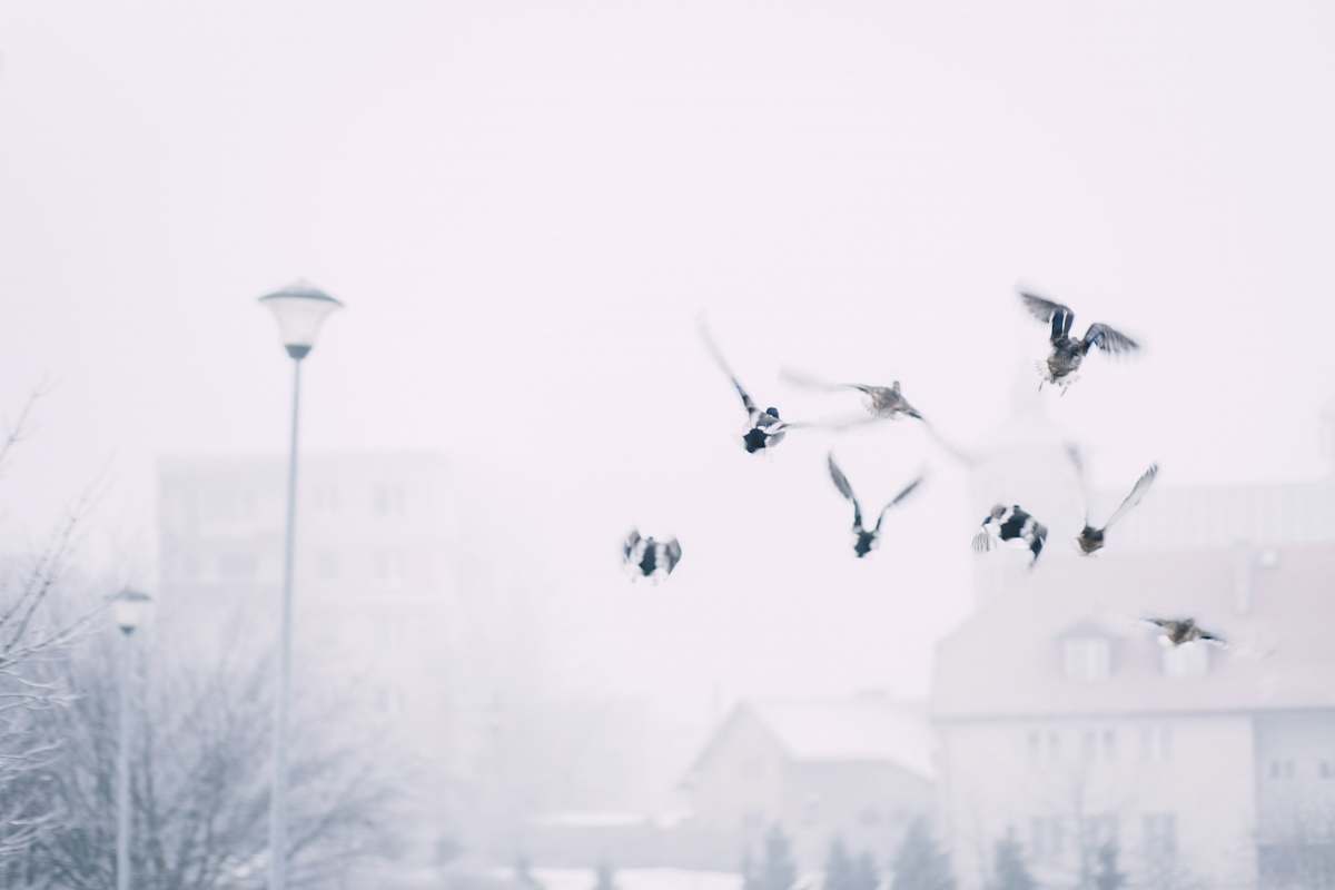 white bird flying near post lamp snow