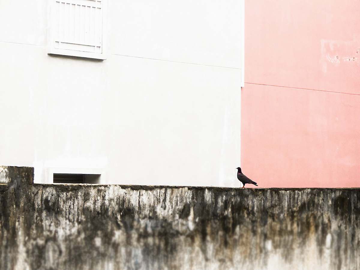 bird bird on a gray cement wall apparel