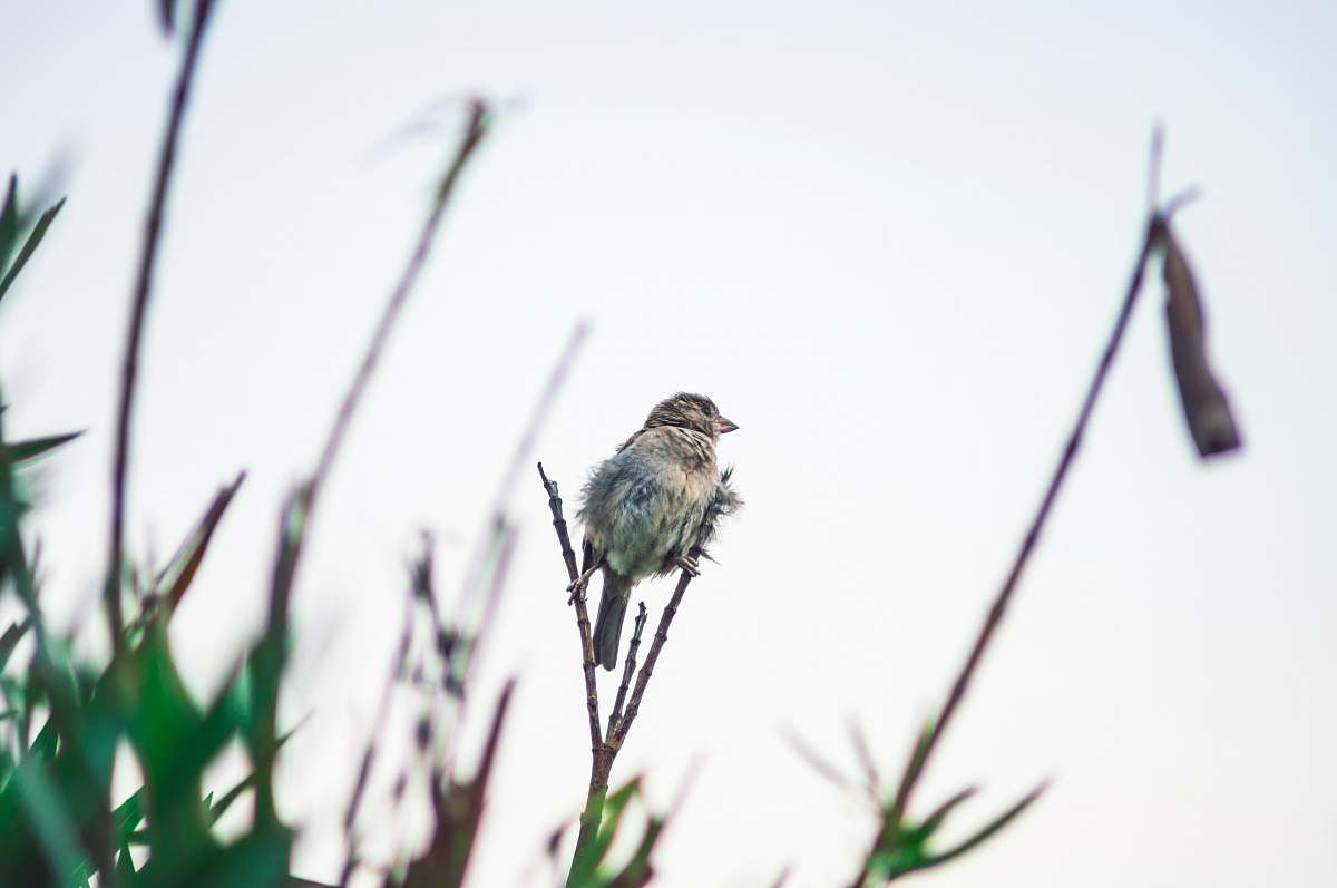 bird bird on stem tree