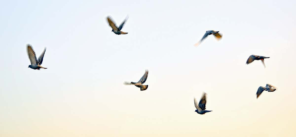 bird birds artwork flying