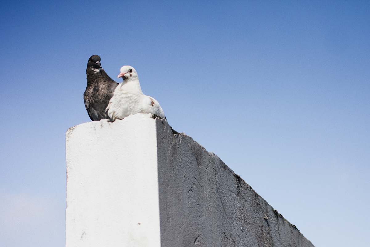 bird black and white pigeons on concrete wall pigeon