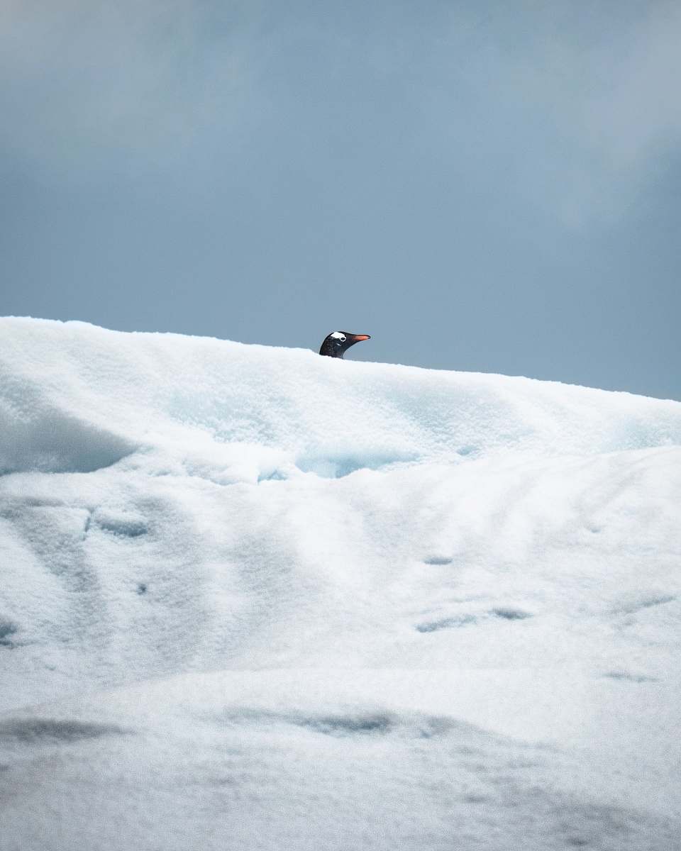 outdoors black and white small beaked bird on snowy field ice
