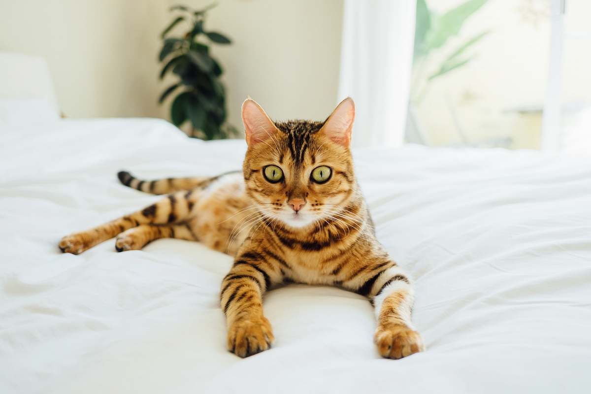cat brown and black tabby cat on white comforter pet